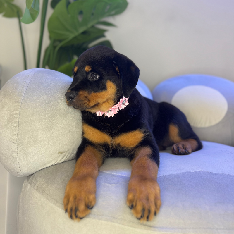 dog-image