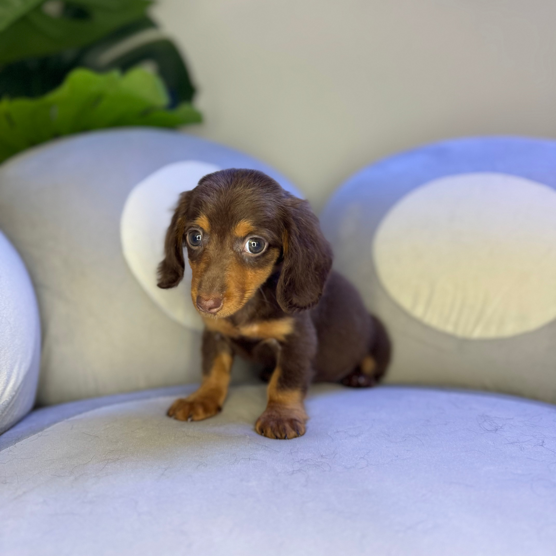 Puppy Mansion 
