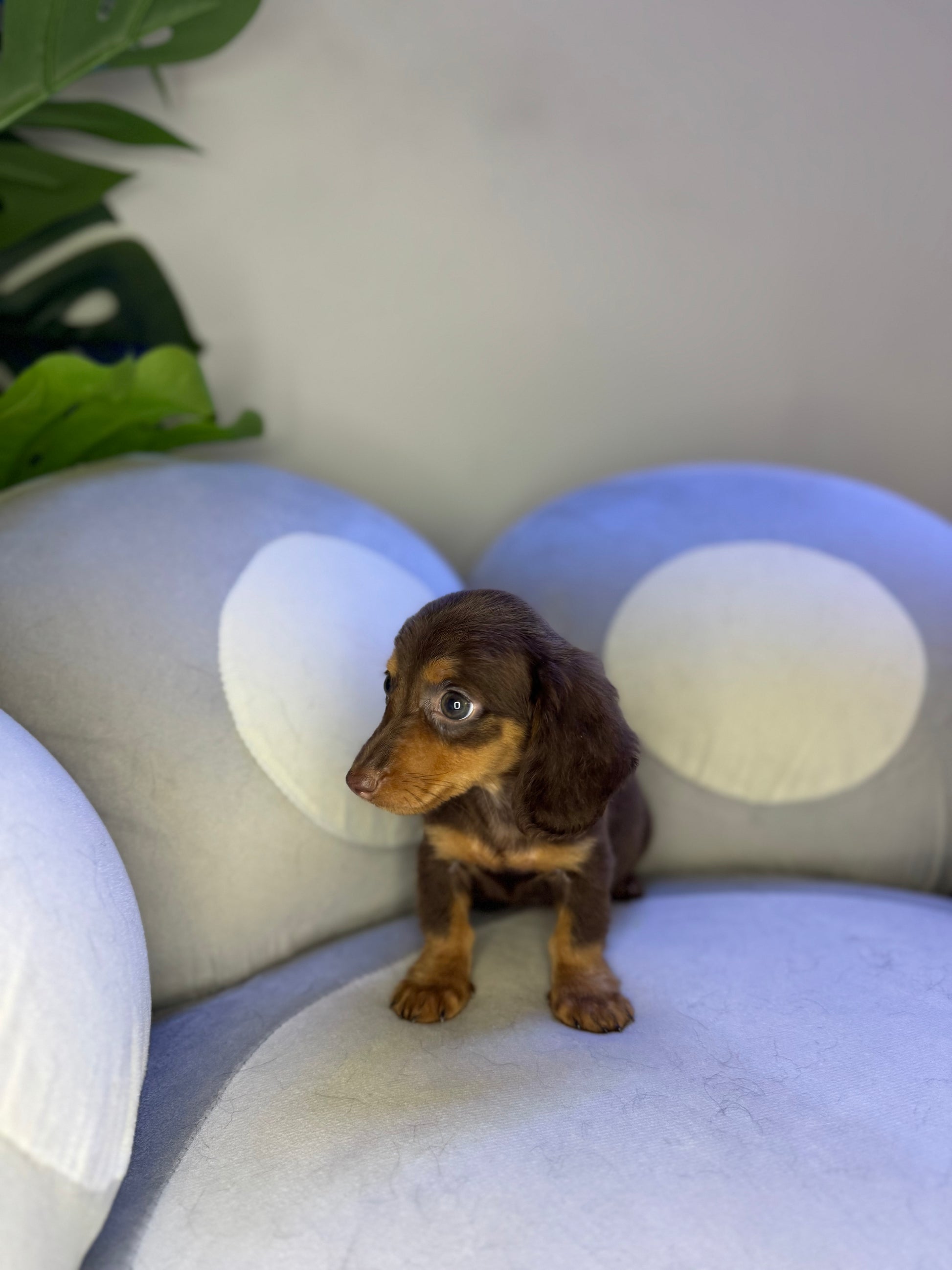 Puppy Mansion 