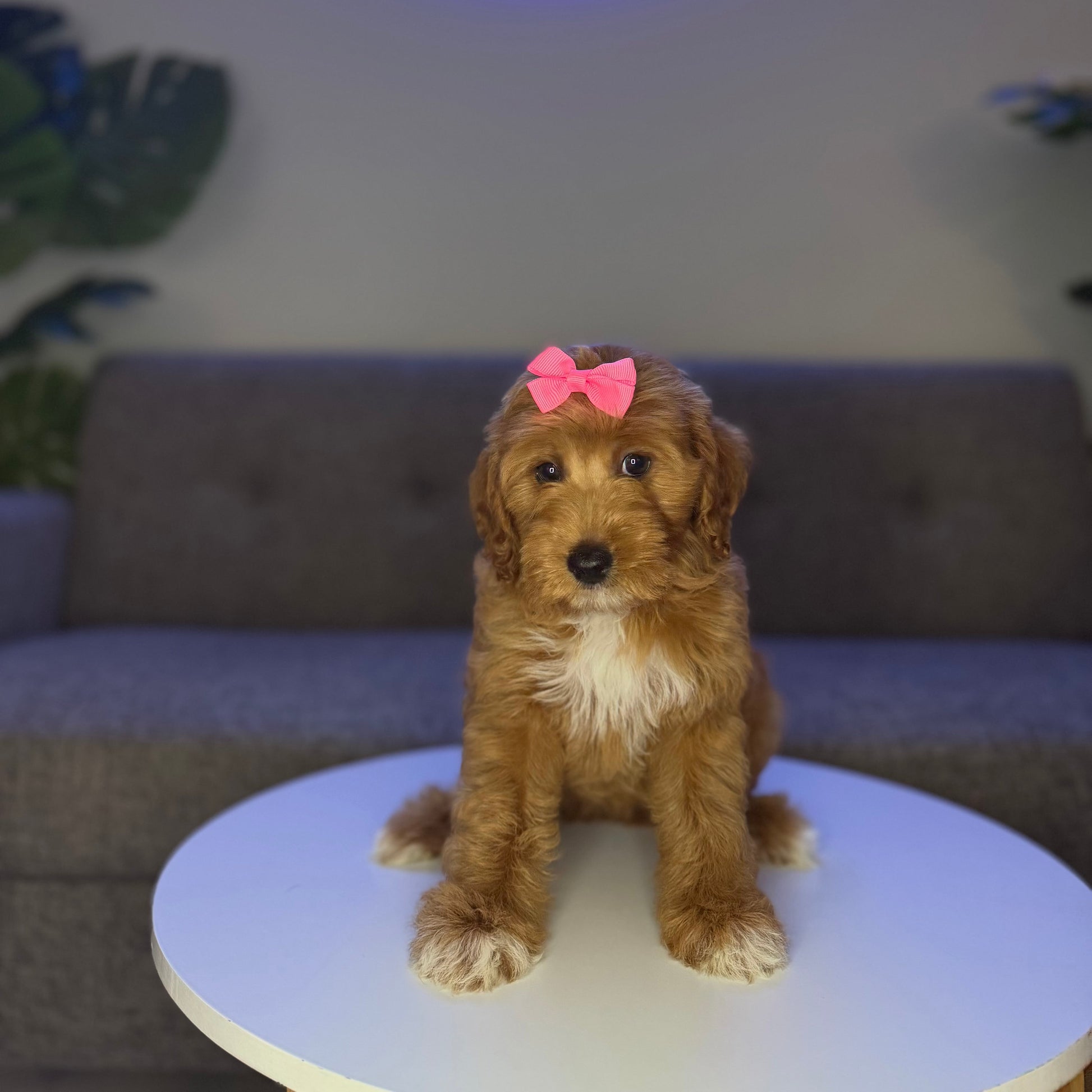 Puppy Mansion 