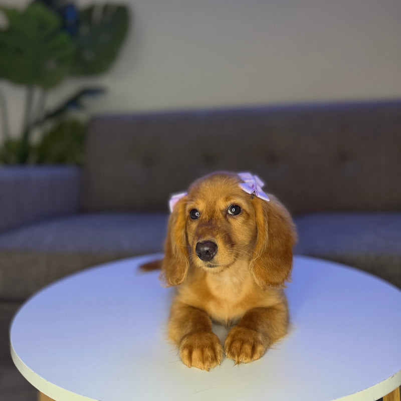 dog-image