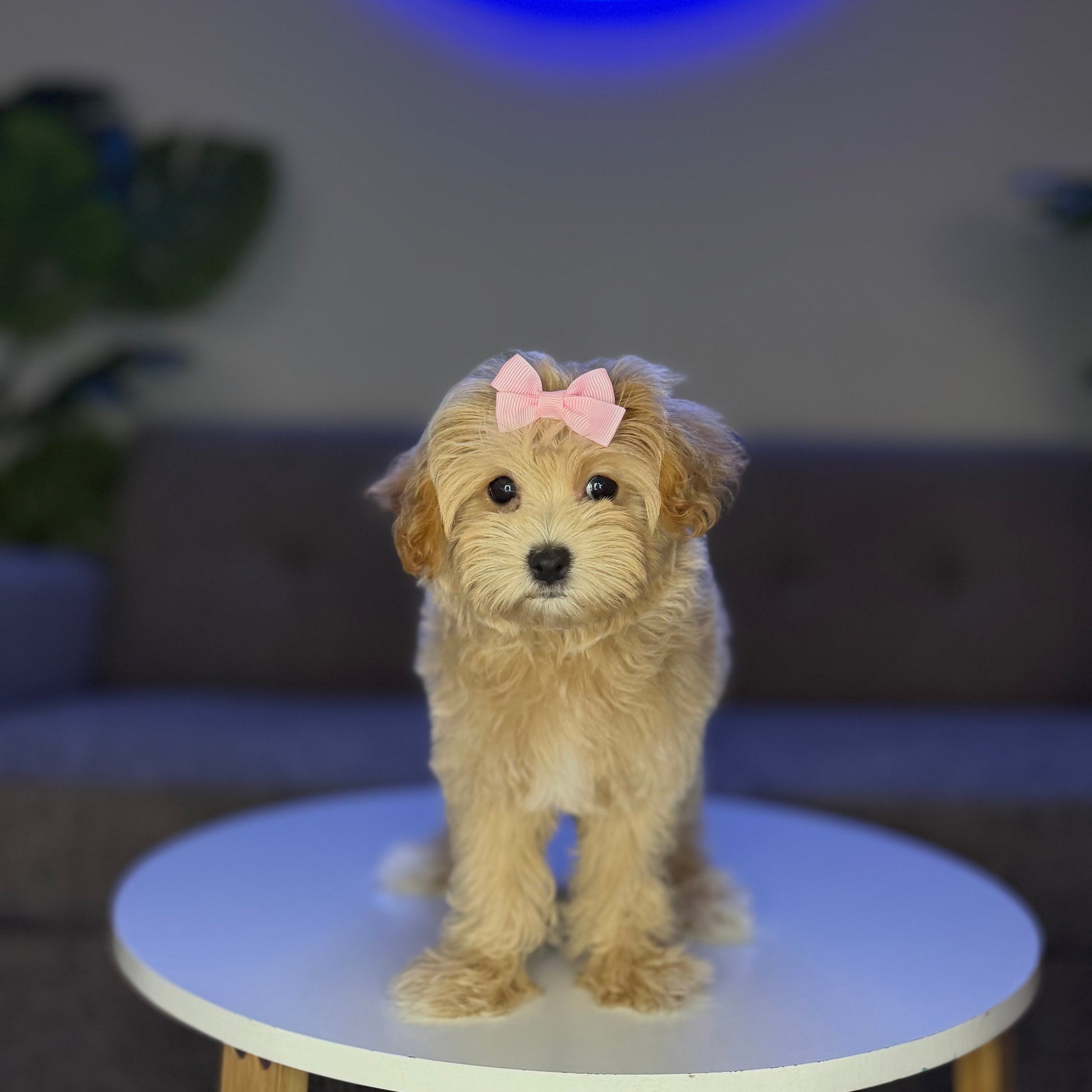 Puppy Mansion 