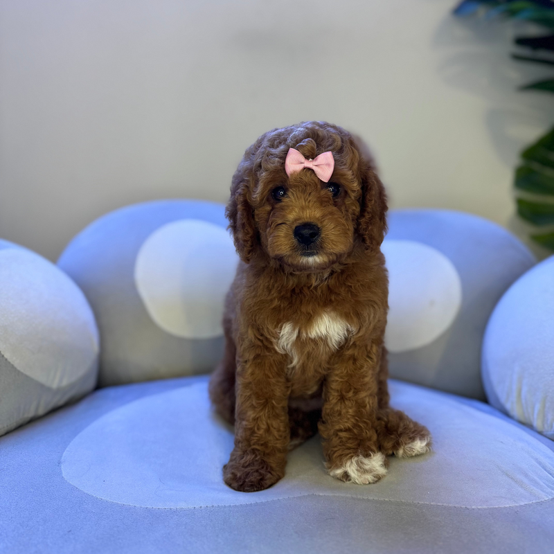dog-image