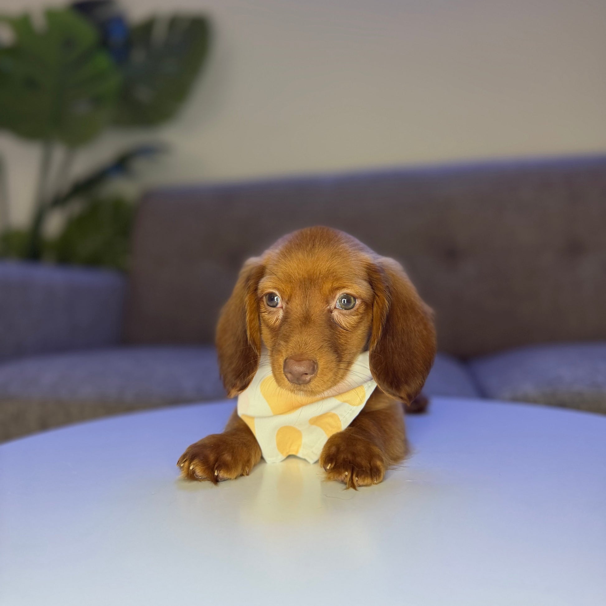 Puppy Mansion 