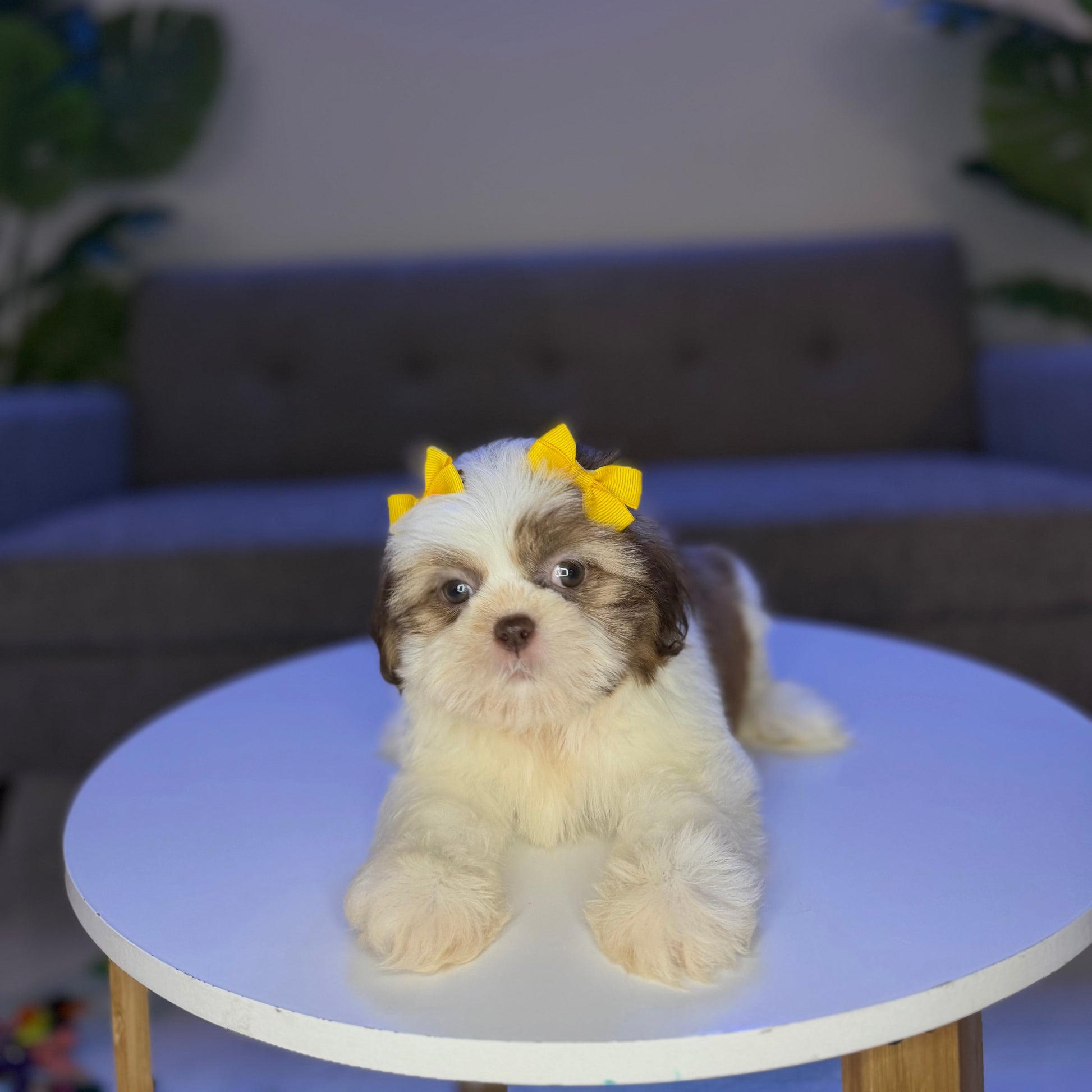 Puppy Mansion 