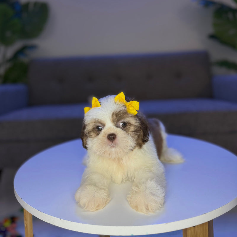 dog-image