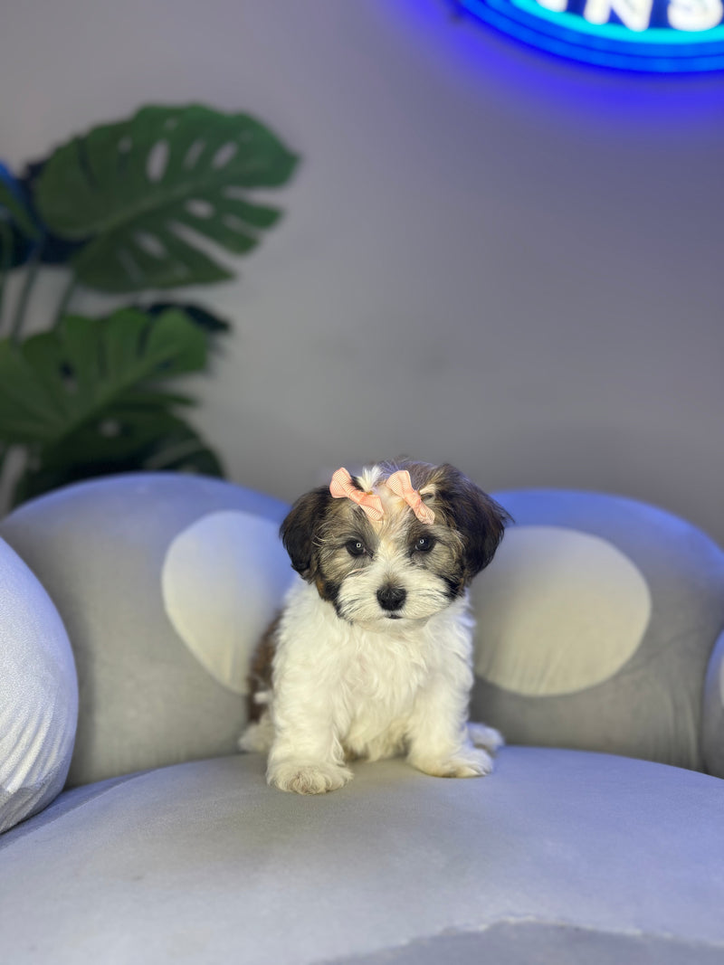 dog-image