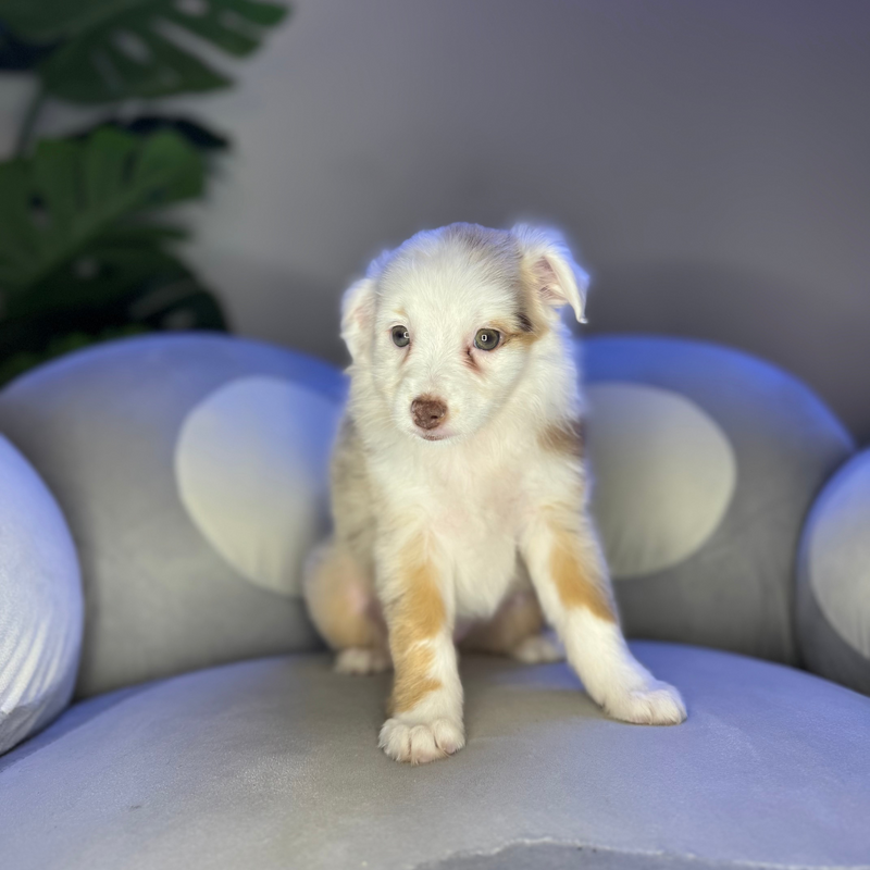 dog-image