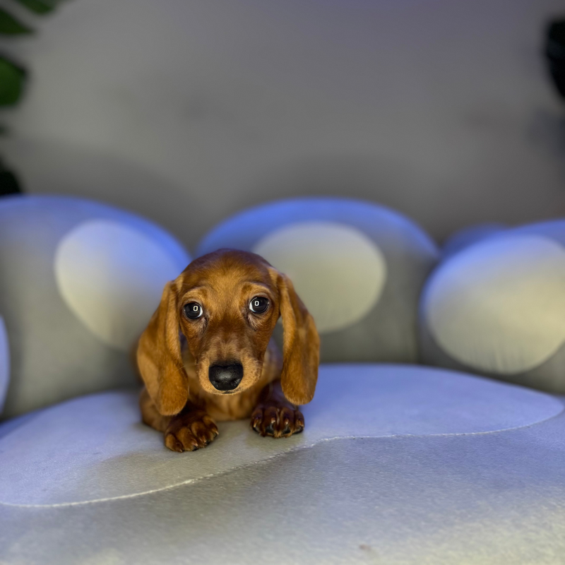 dog-image
