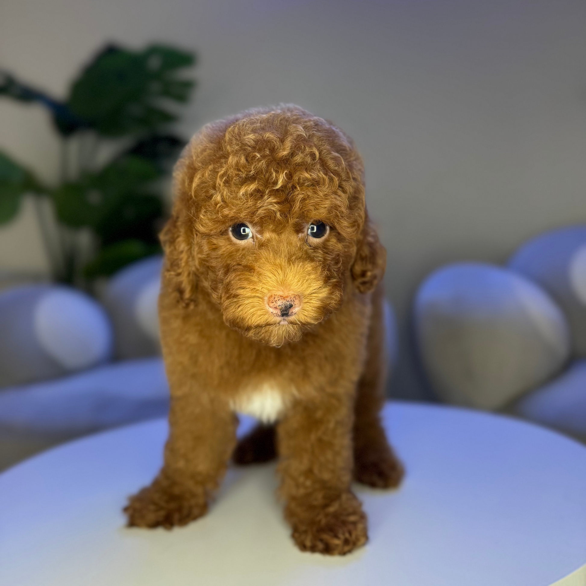 Puppy Mansion 