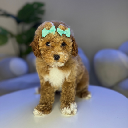 Beyoncè