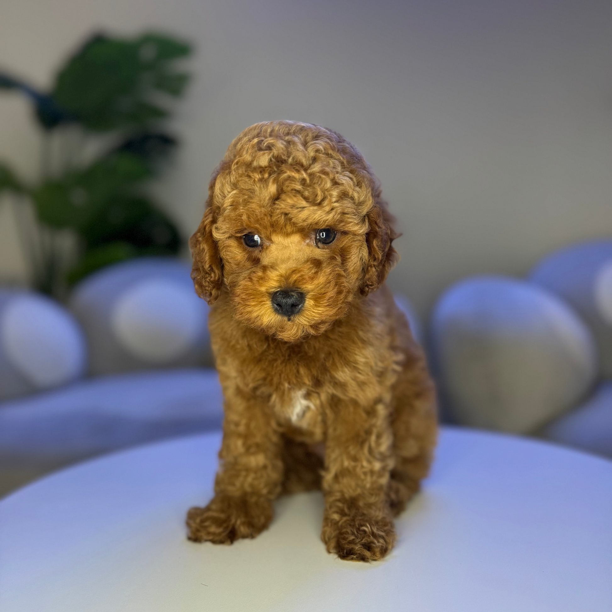 Puppy Mansion 
