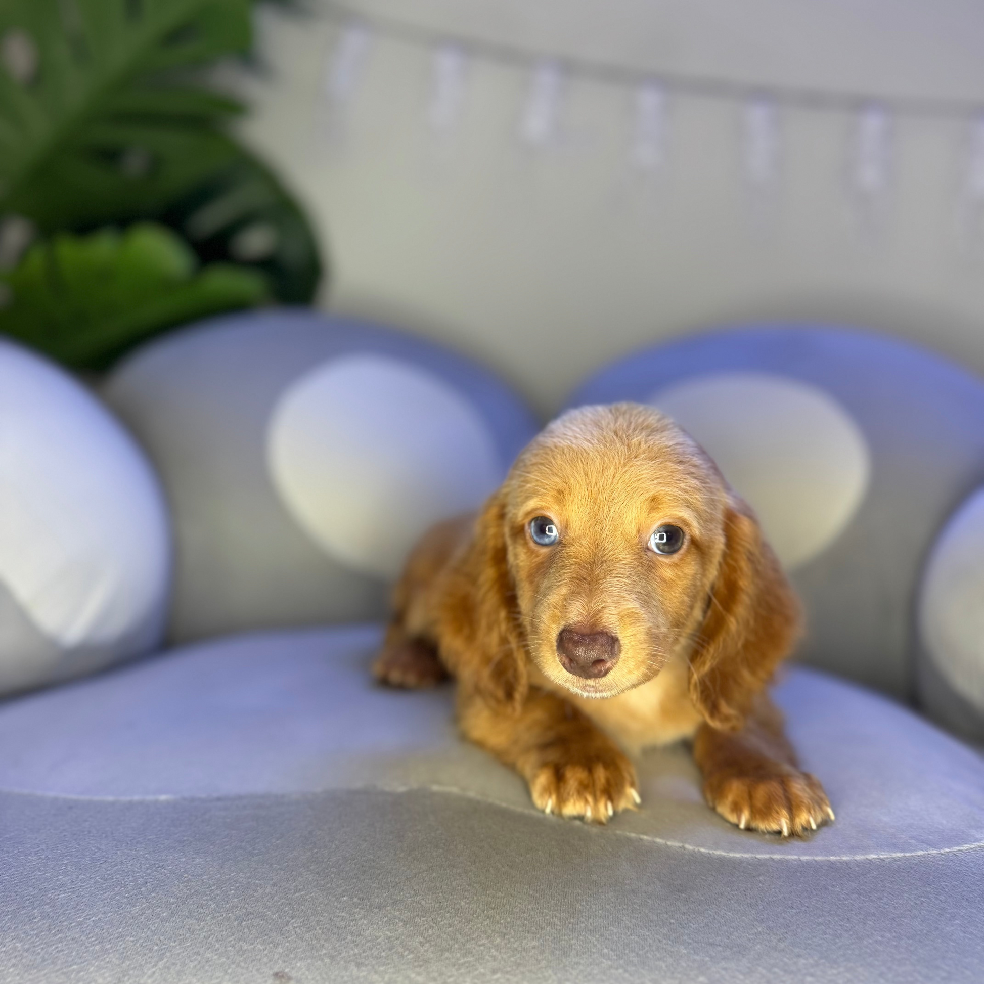 Puppy Mansion 