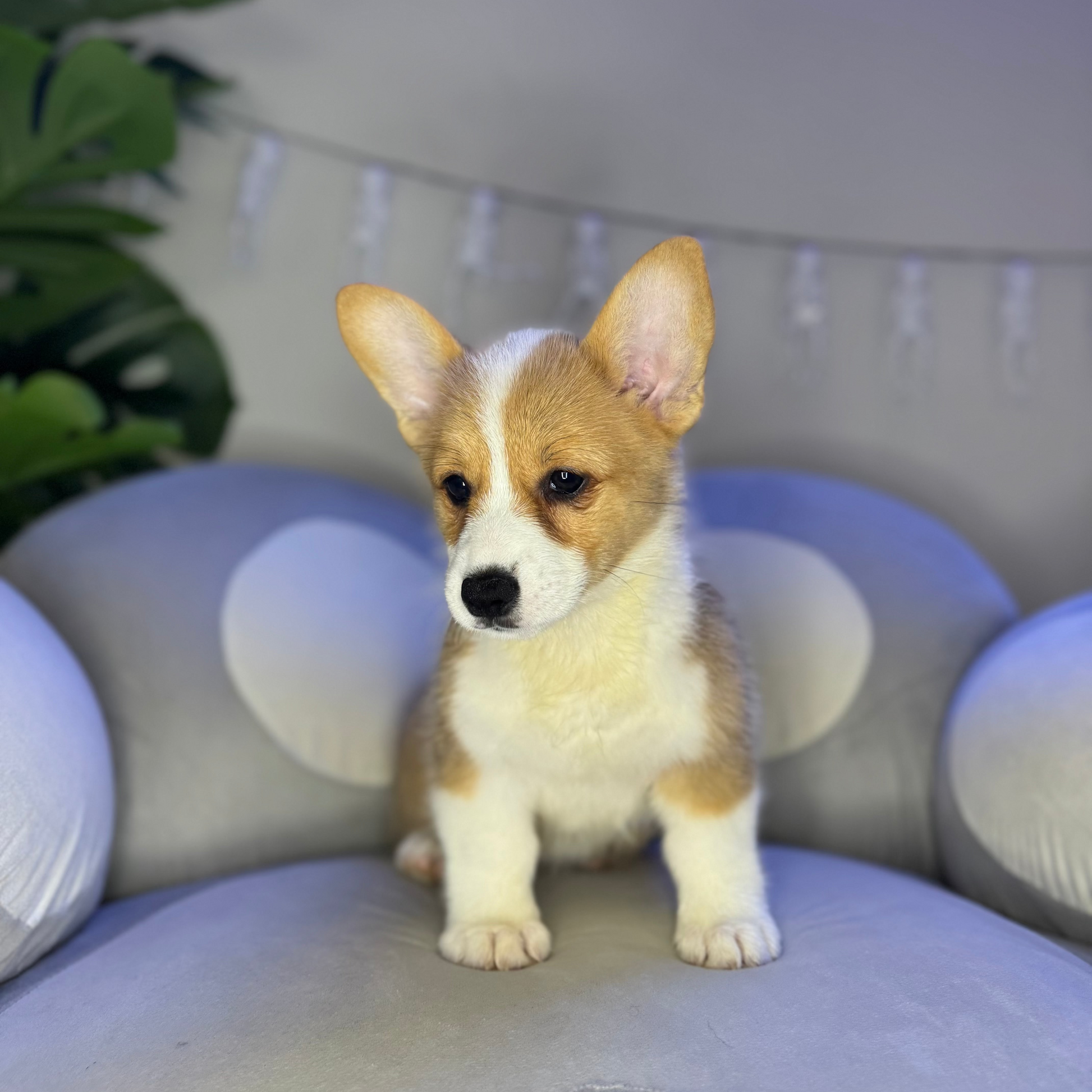 Puppy Mansion 