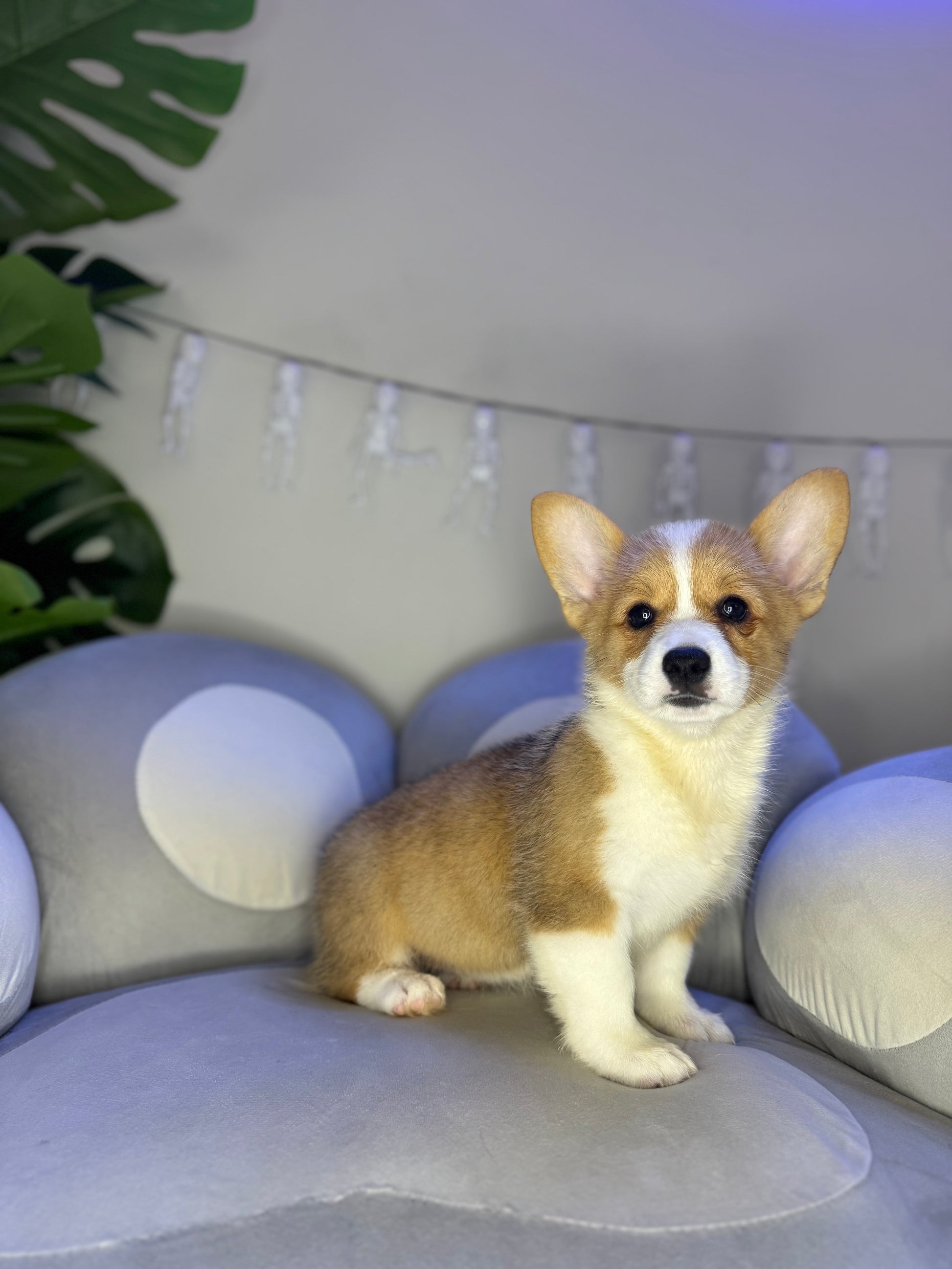Puppy Mansion 