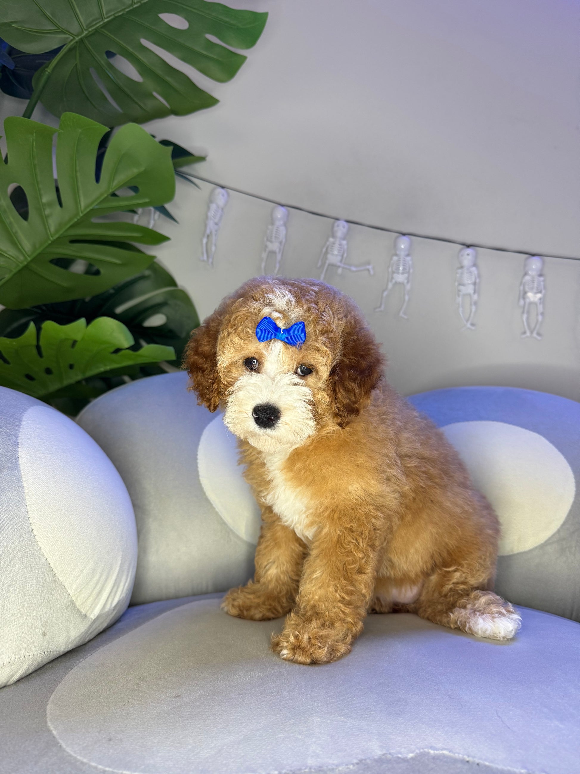 Puppy Mansion 