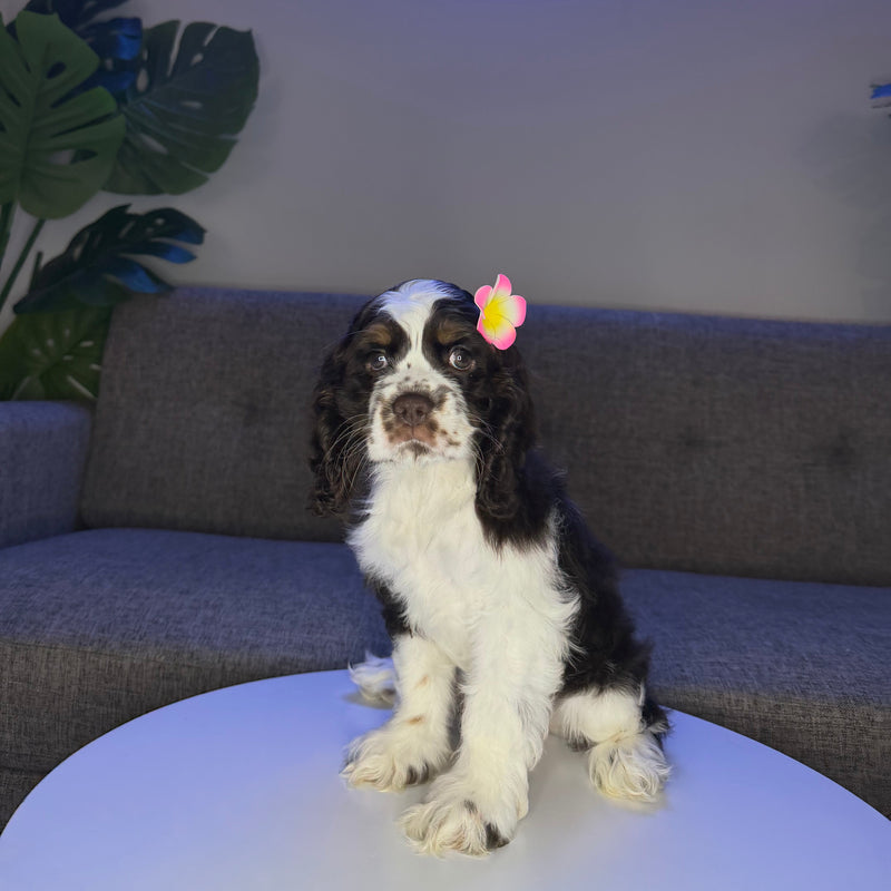 dog-image