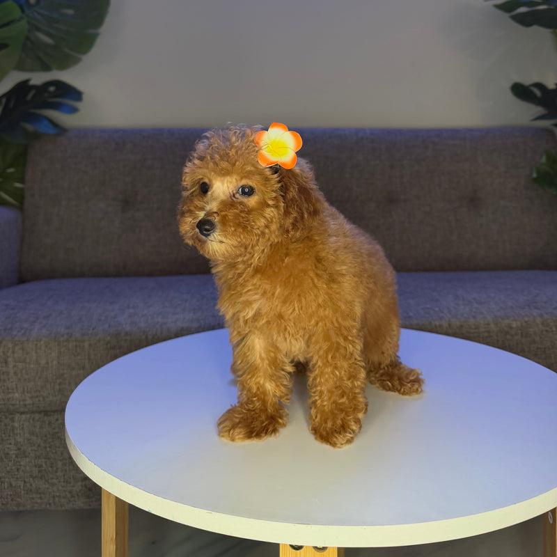 dog-image