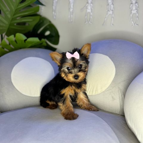 Trixie