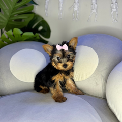 Trixie