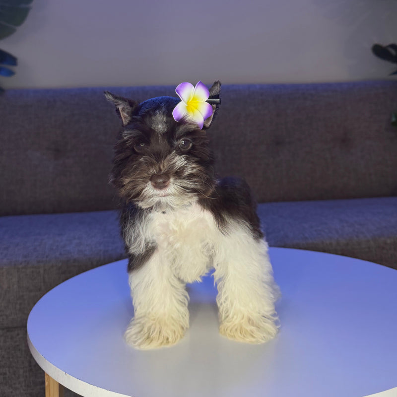 dog-image
