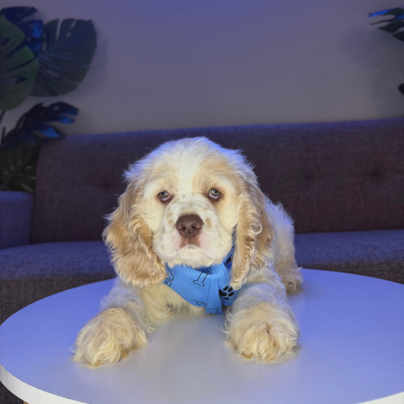 dog-image