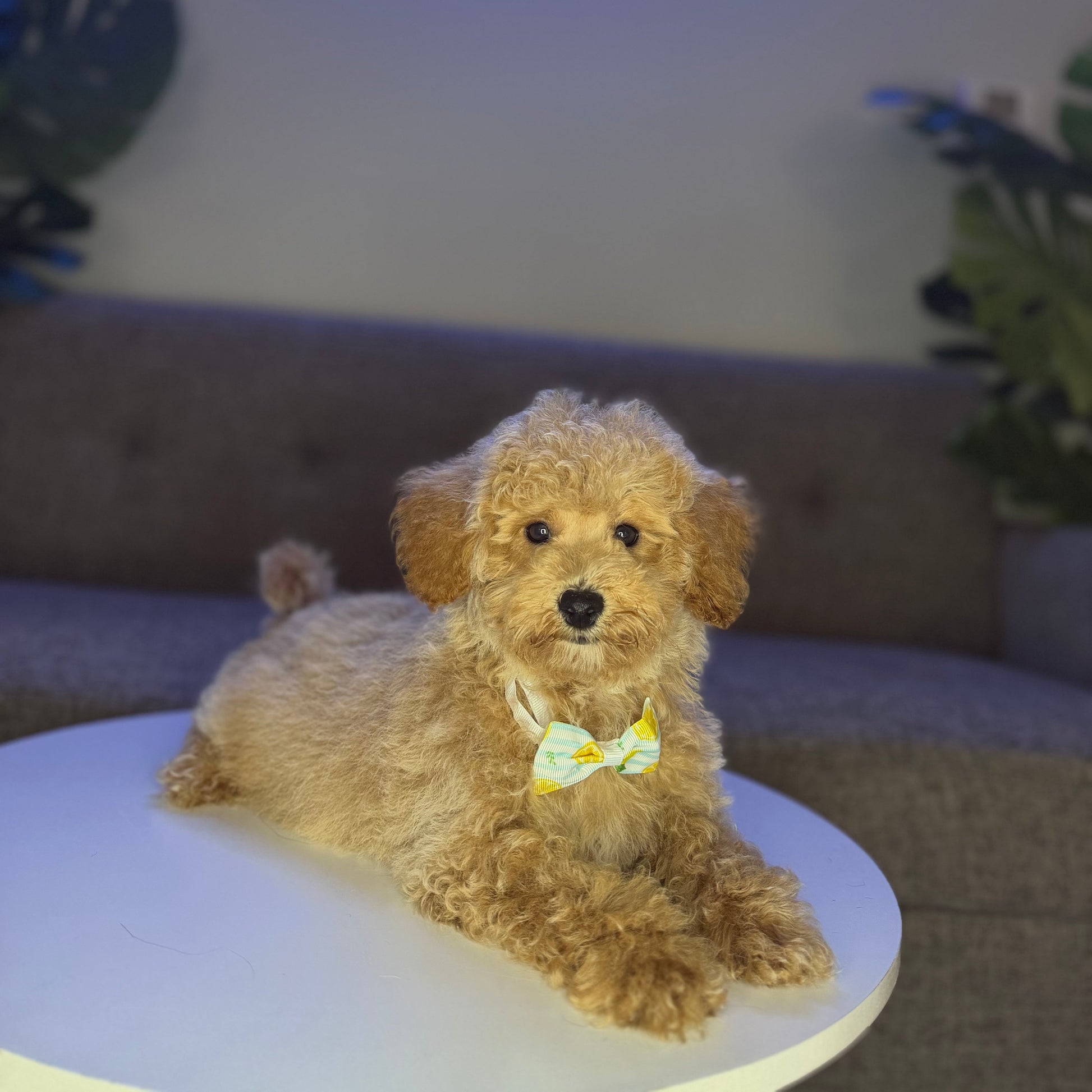 Puppy Mansion 