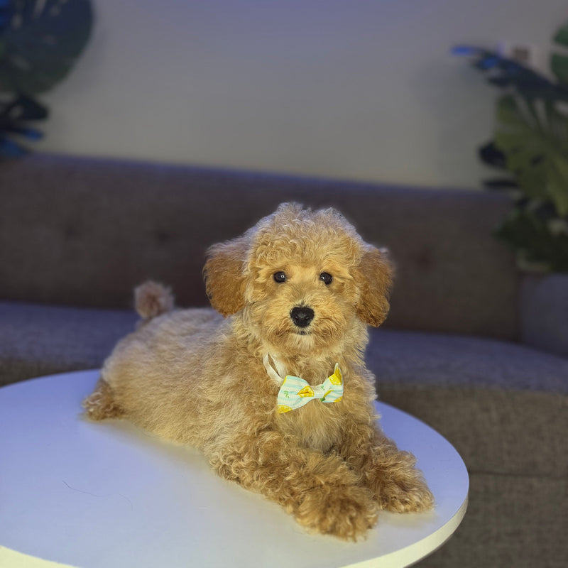 dog-image