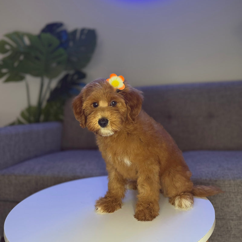 dog-image