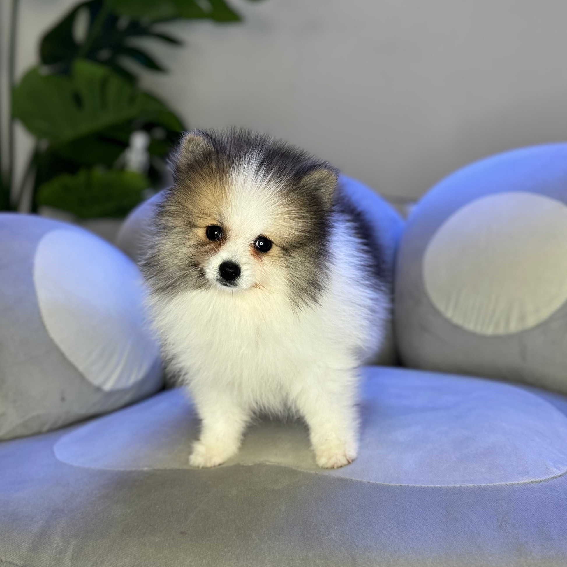 Puppy Mansion 
