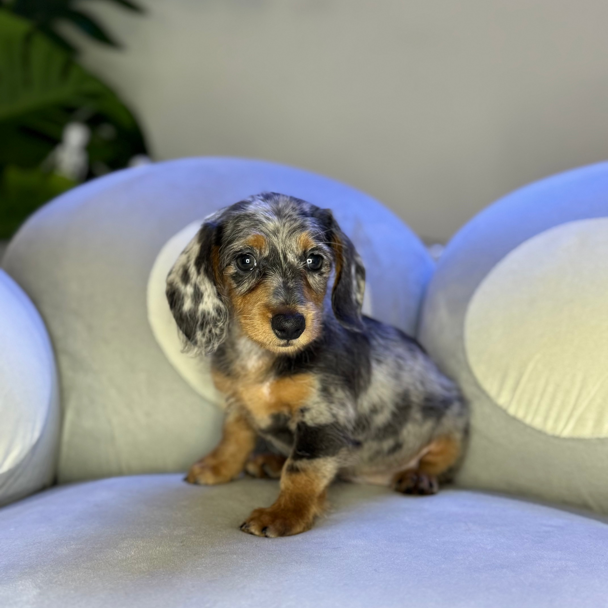 Puppy Mansion 