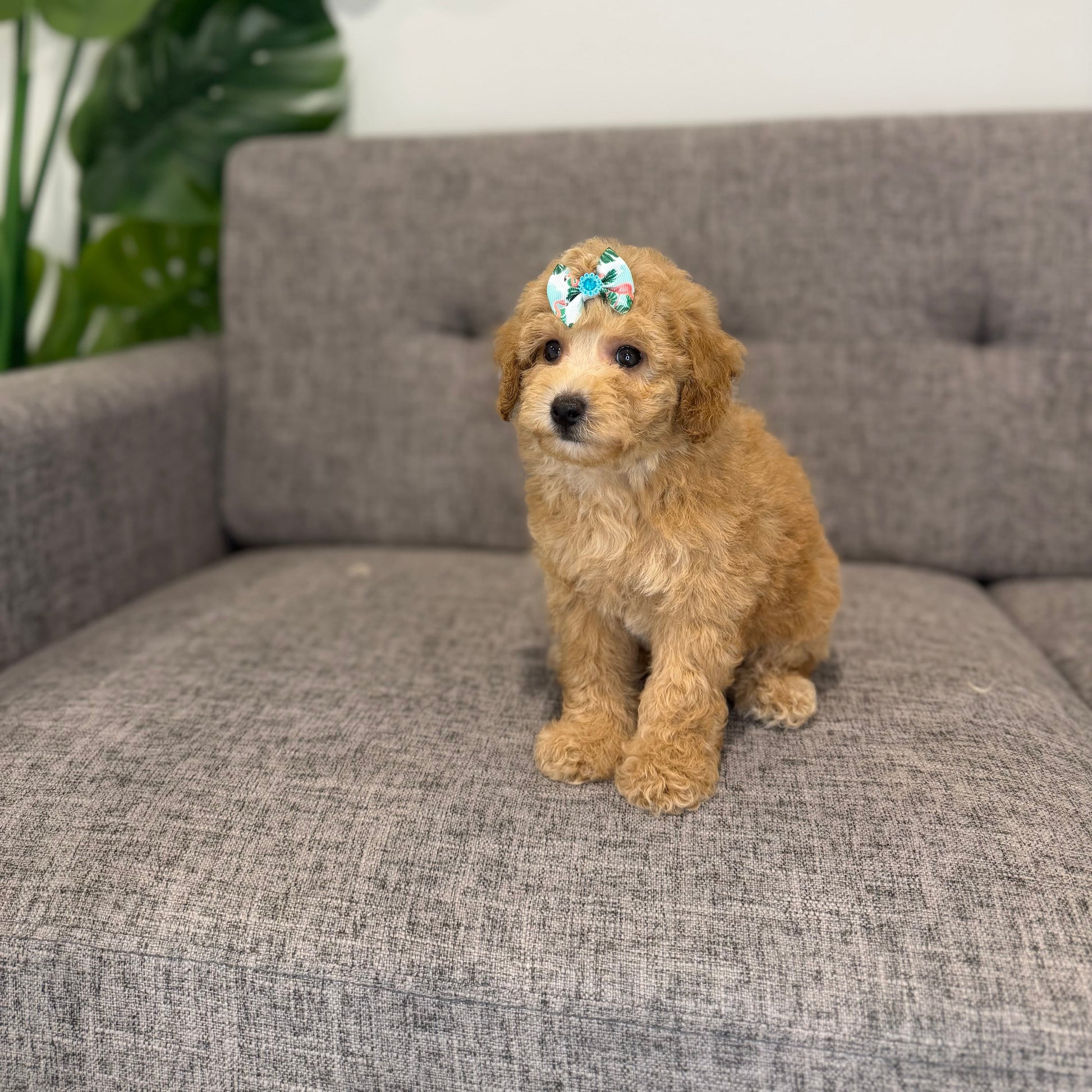 Puppy Mansion 