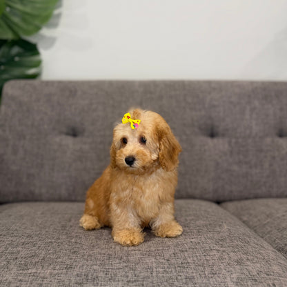 Bella