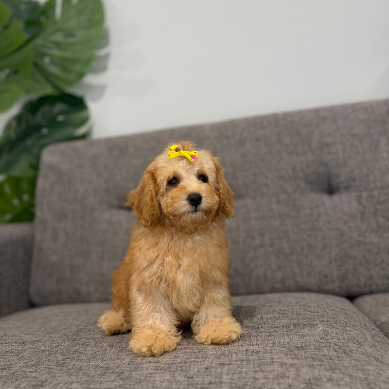 dog-image