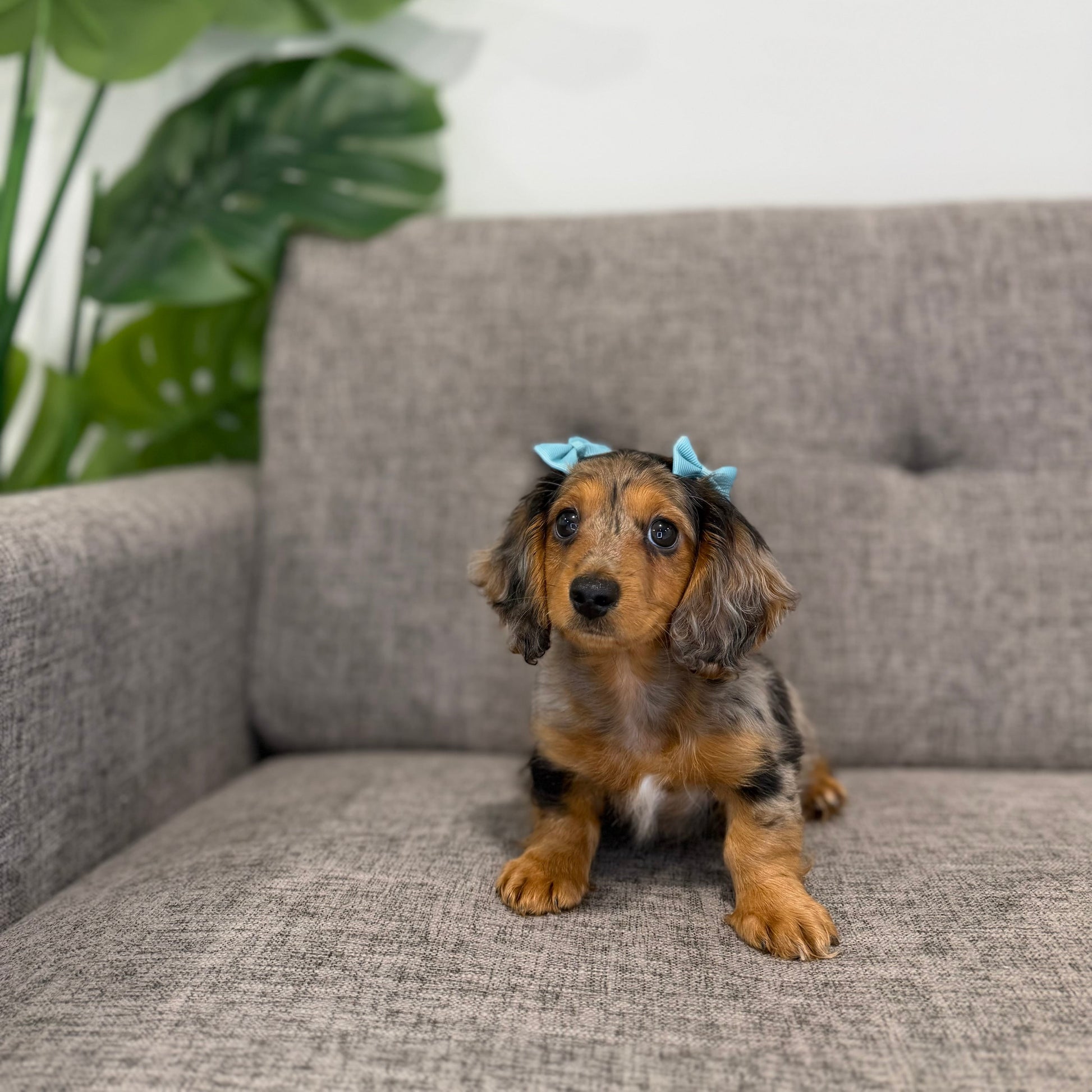 Puppy Mansion 