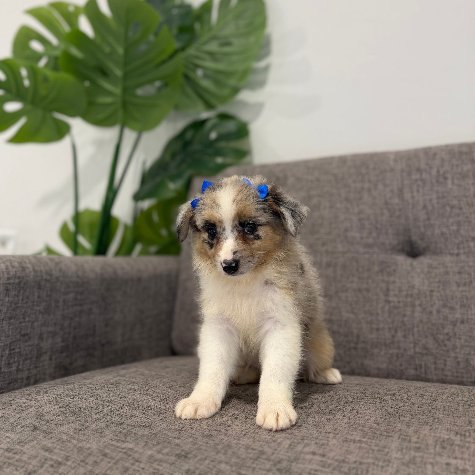 Puppy Mansion 