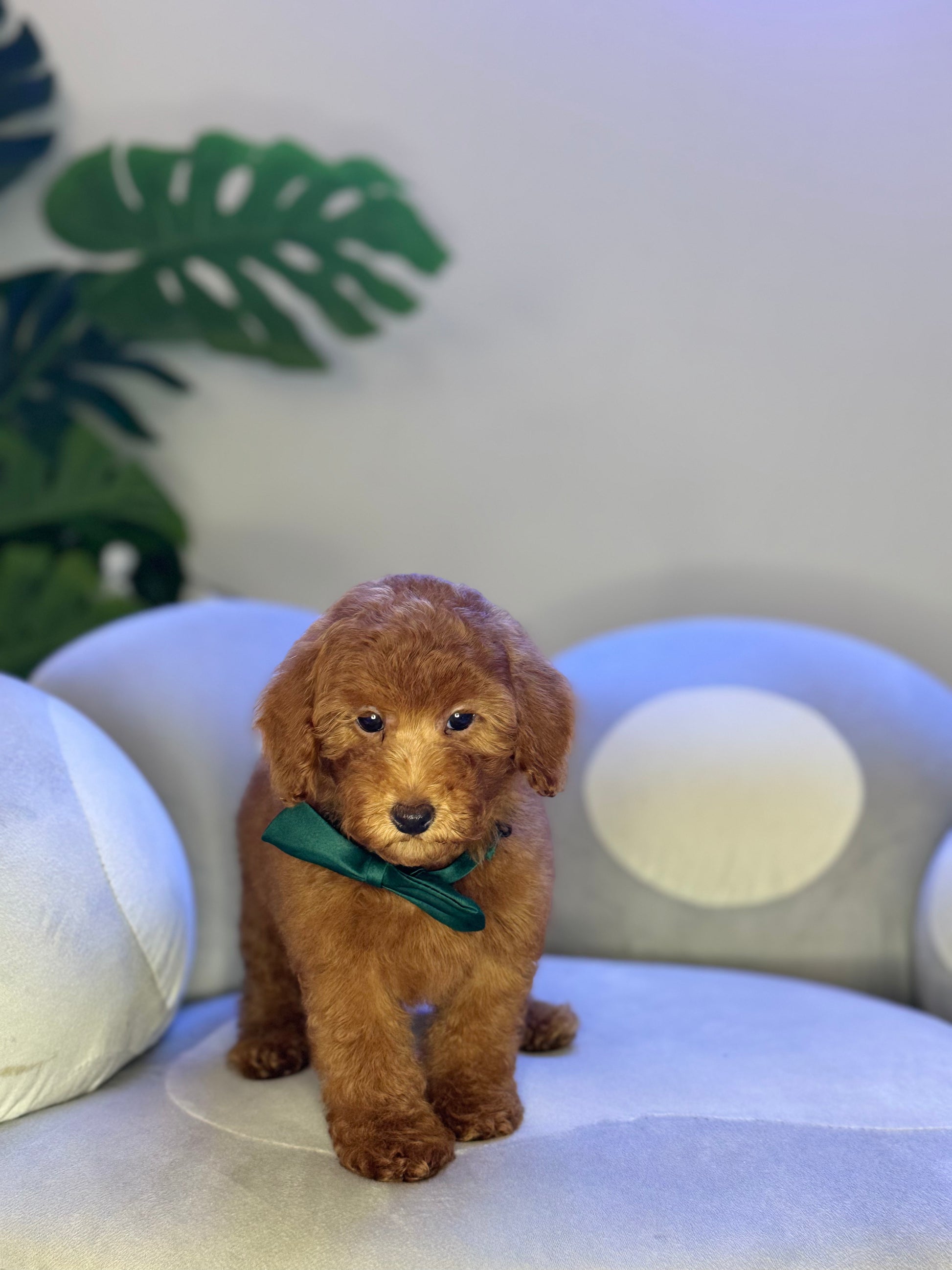 Puppy Mansion 