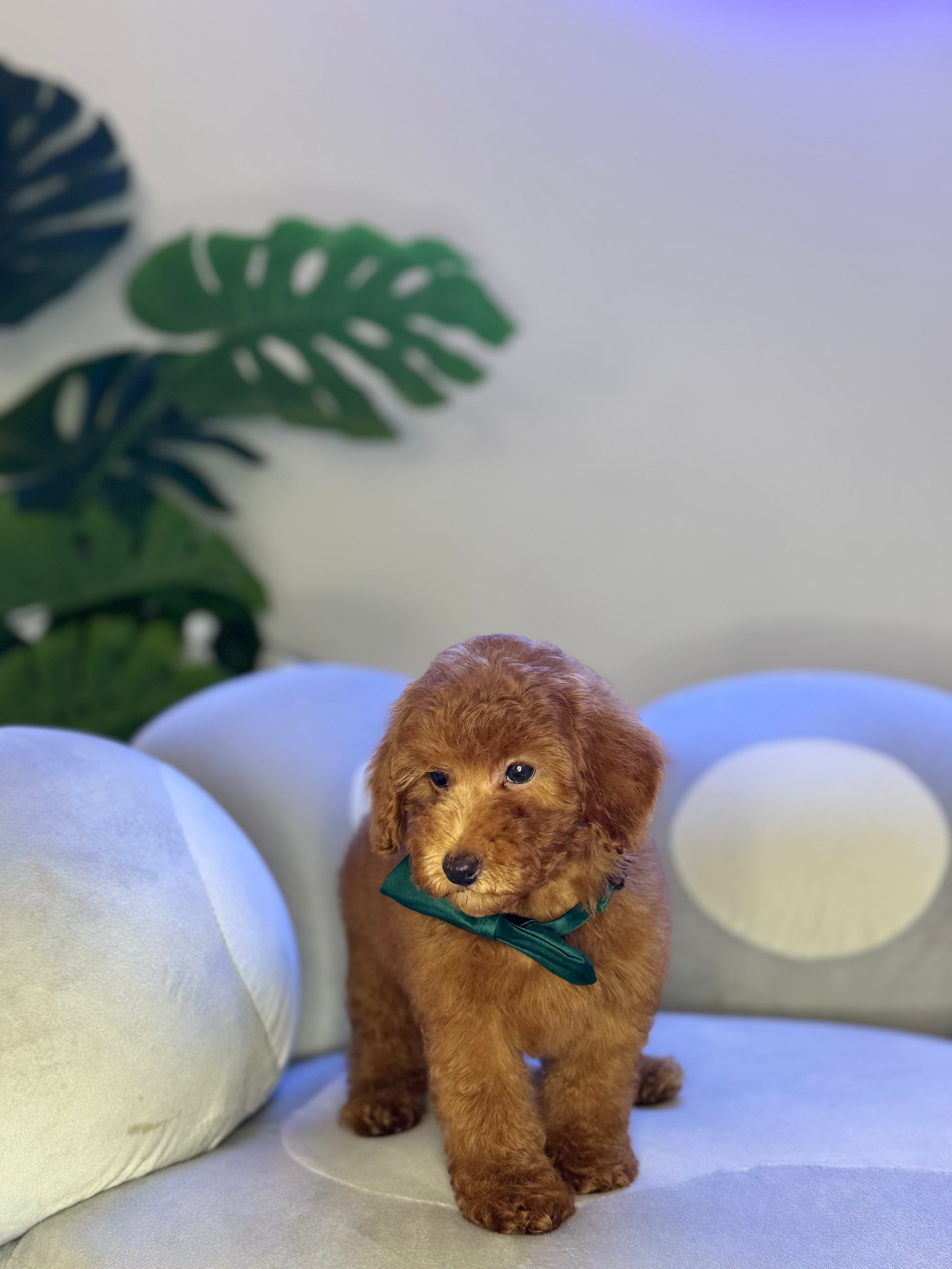 Puppy Mansion 