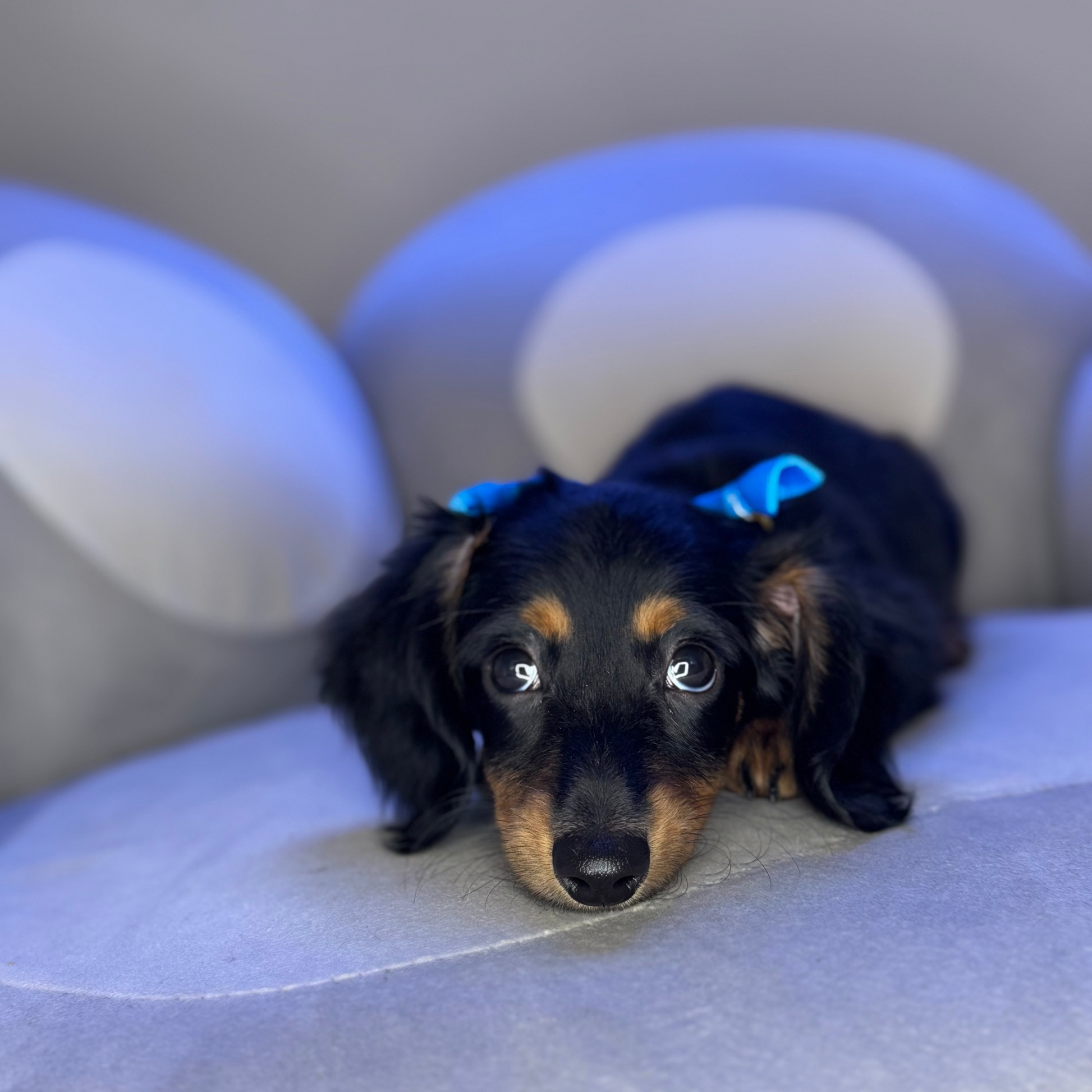 Puppy Mansion 