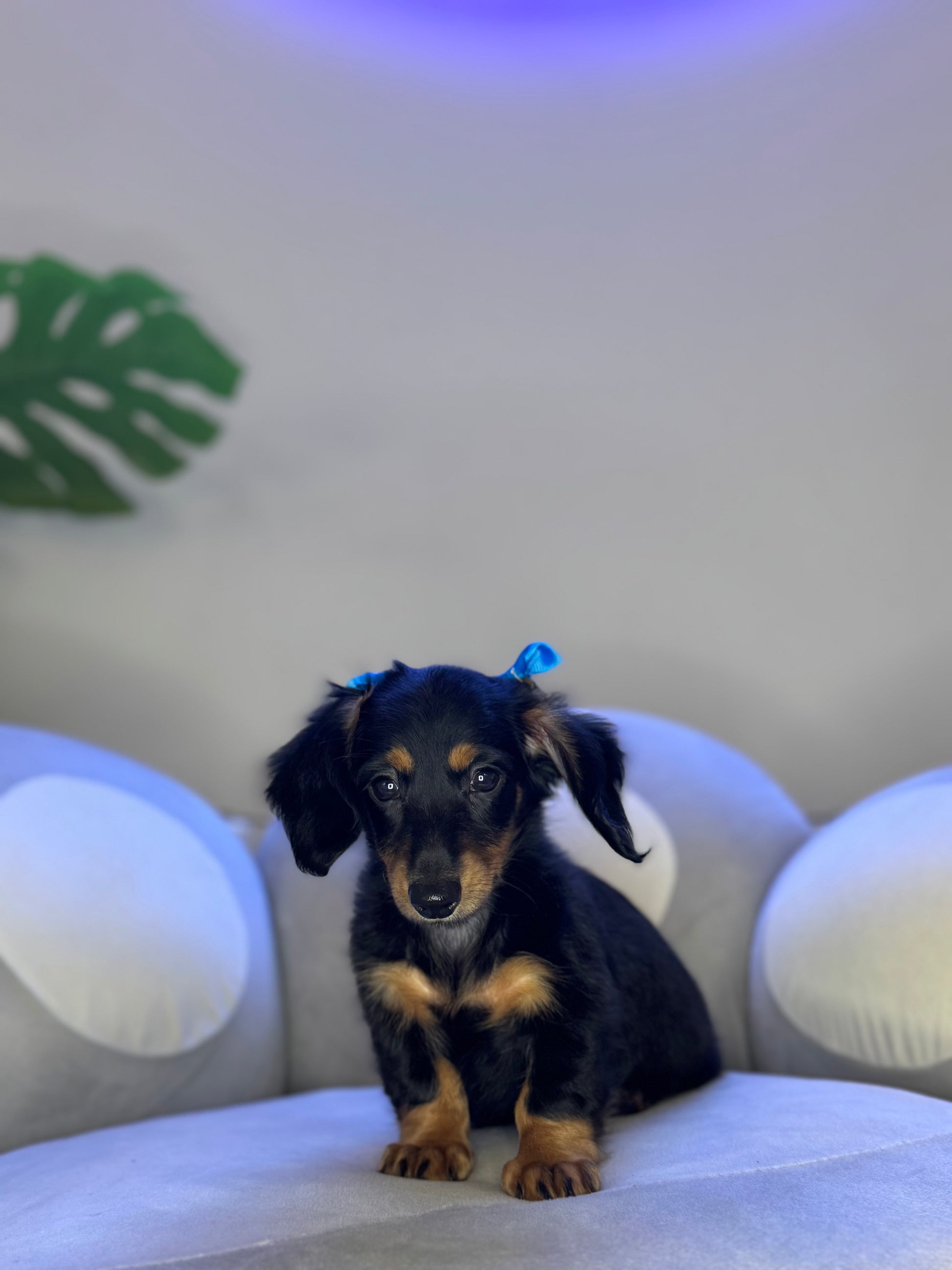 Puppy Mansion 