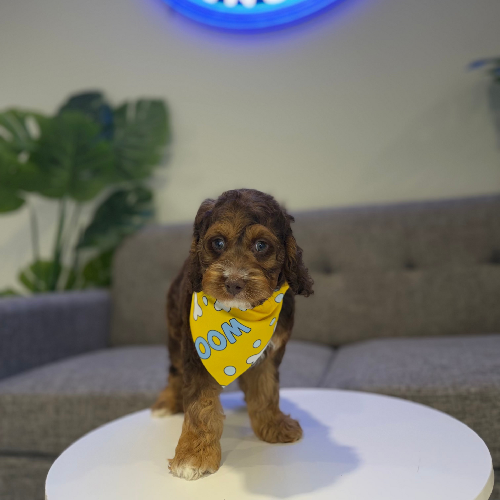 Puppy Mansion 