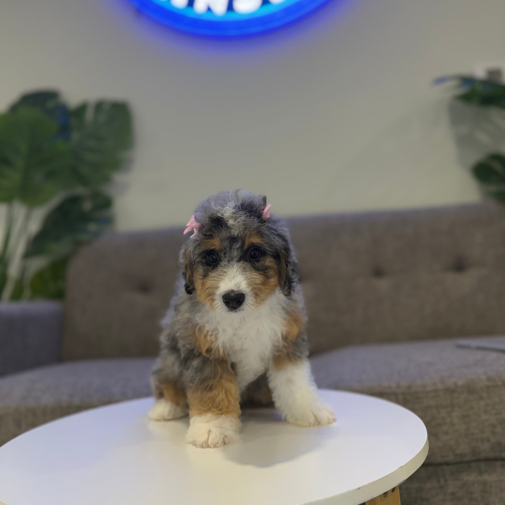 Puppy Mansion 