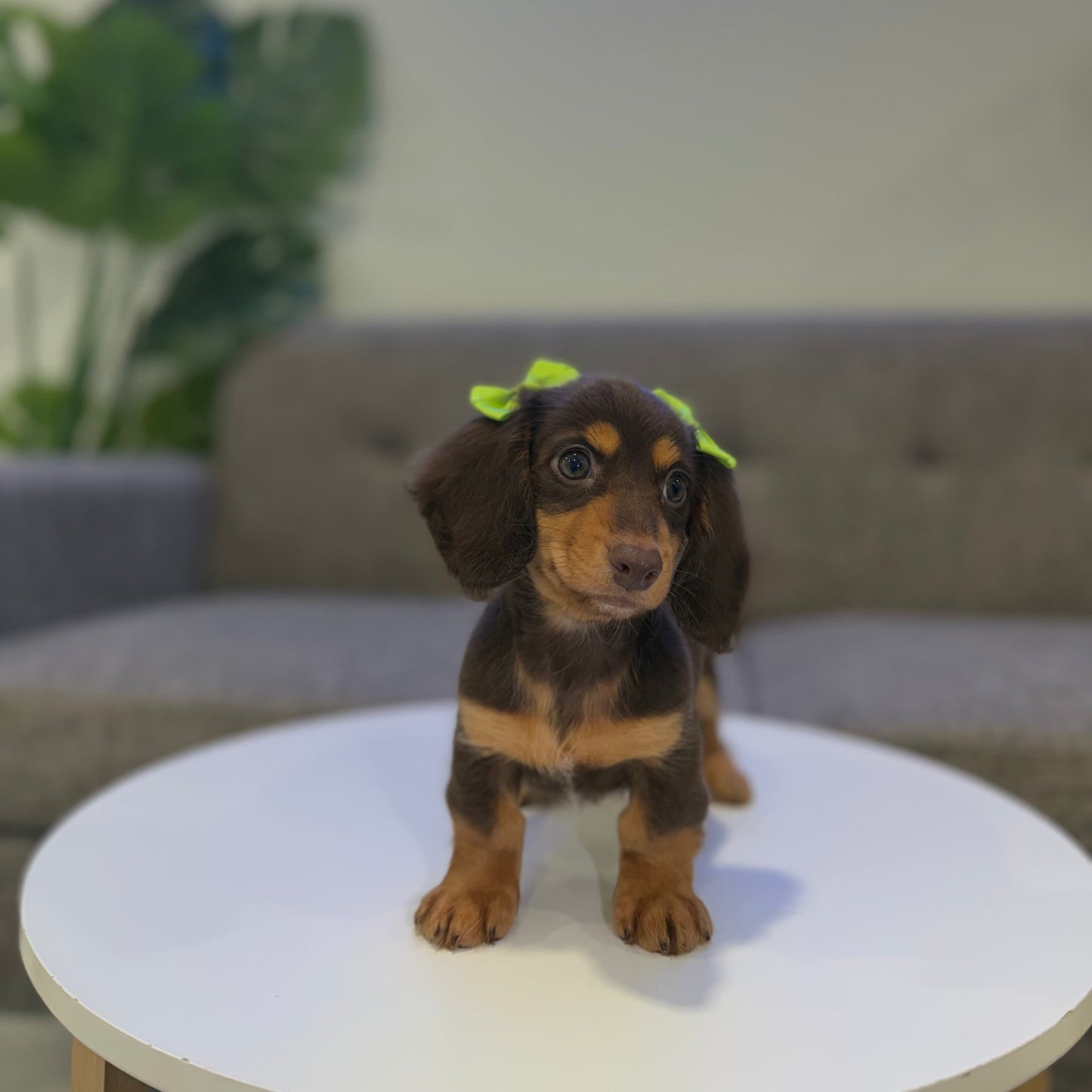 Tiana