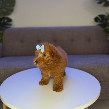 Rosado