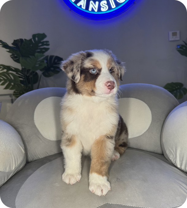 Dog boarding and daycare