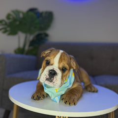 Gordo