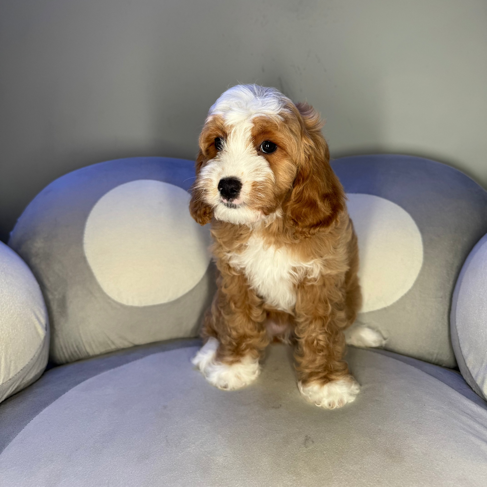 Puppy Mansion 