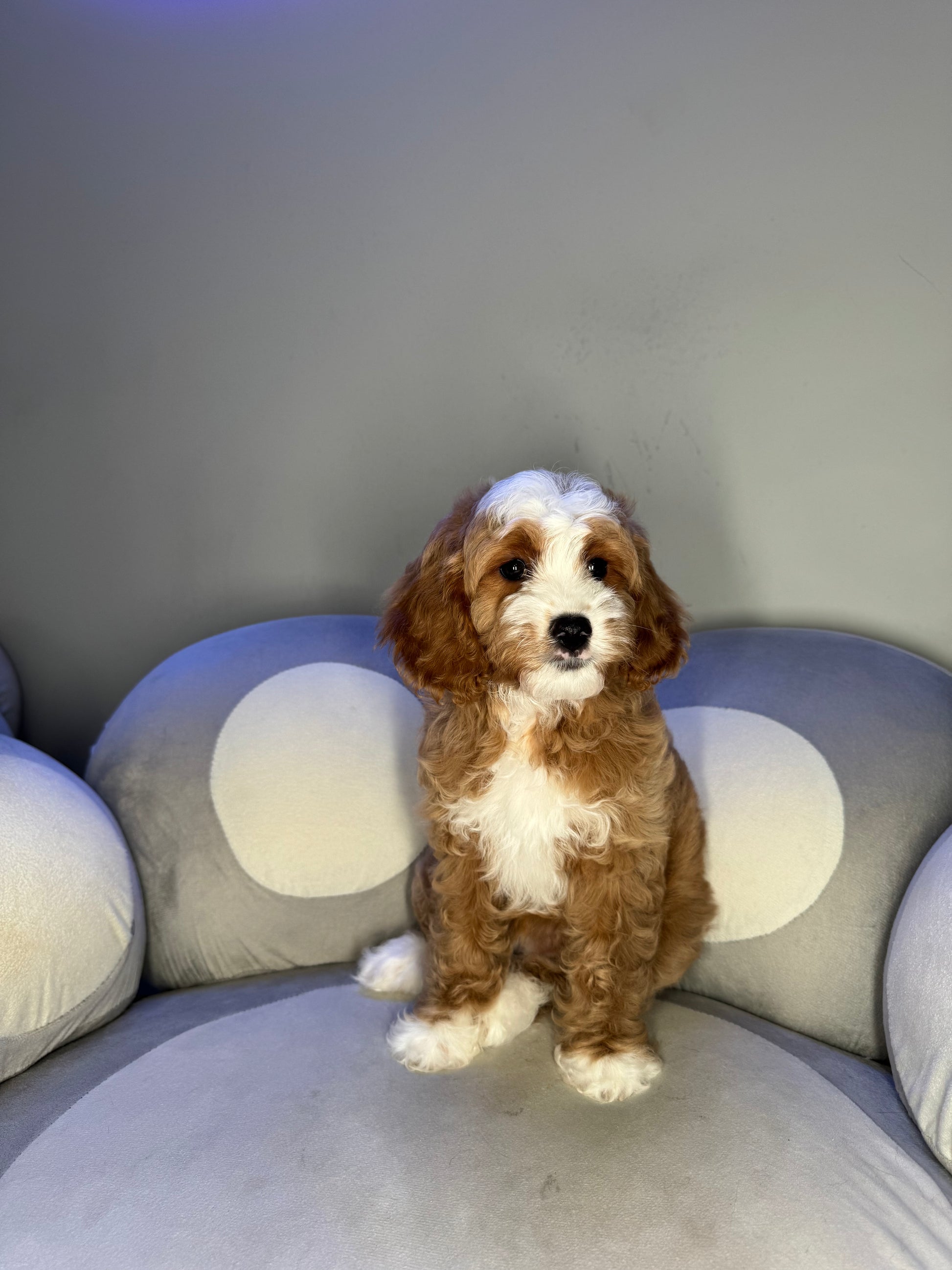 Puppy Mansion 