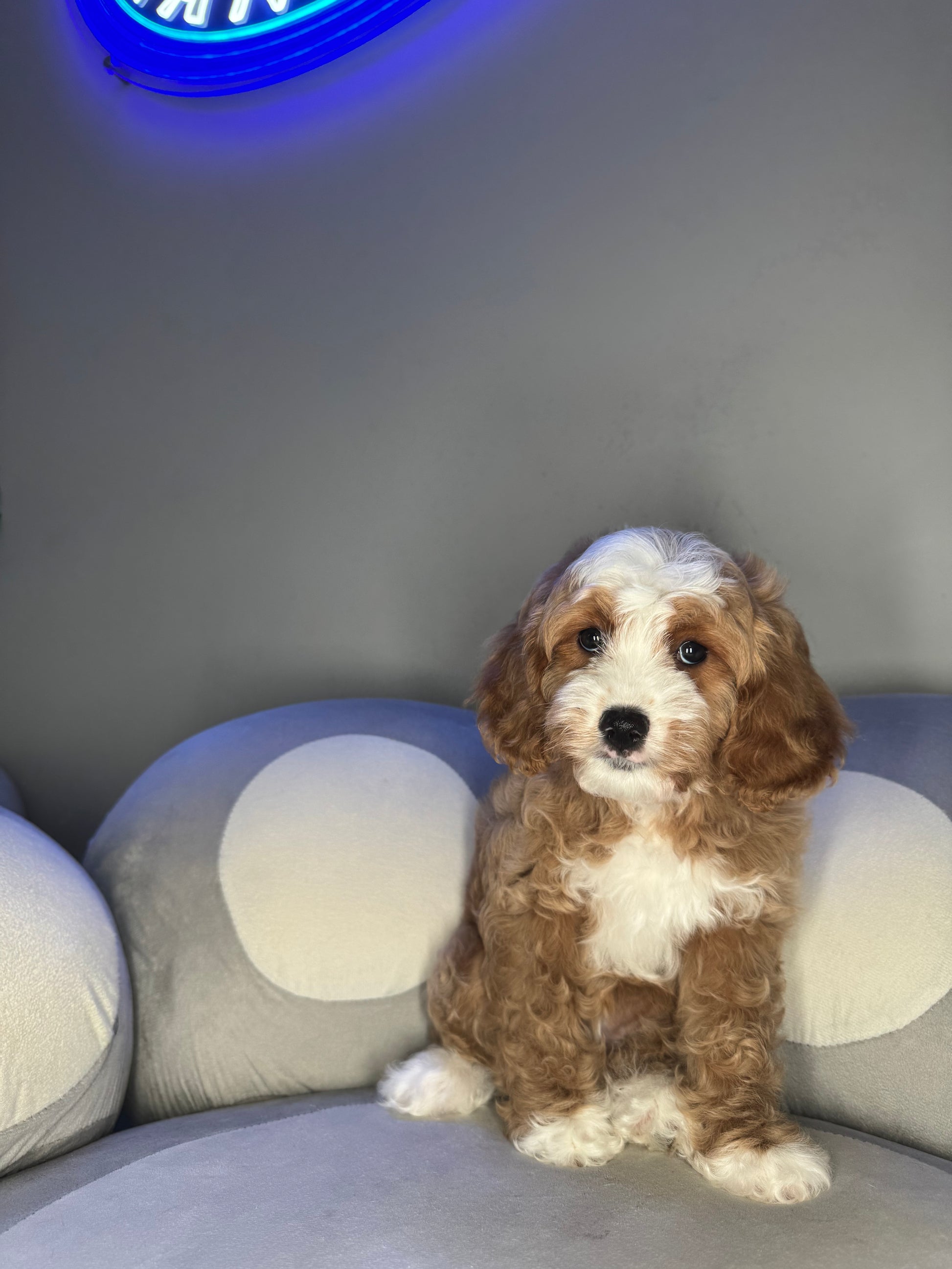 Puppy Mansion 