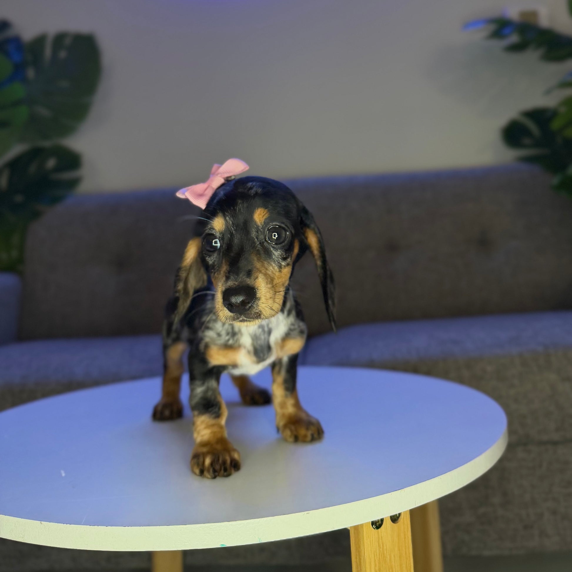 Puppy Mansion 